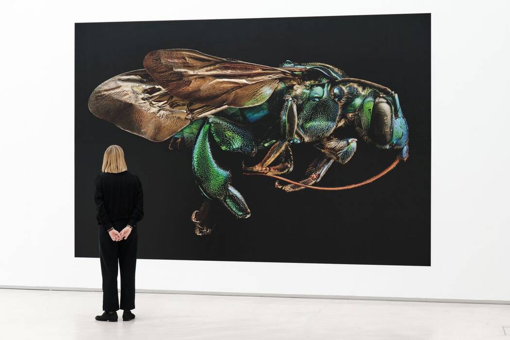 Besucherin vor der Fotografie "Orchid Cuckoo Bee" von Levon Biss. Man sieht eine überdimensionalvergrößerte Kuckucksbiene in schillernden Grün- und Blautönen vor schwarzem Hintergrund.