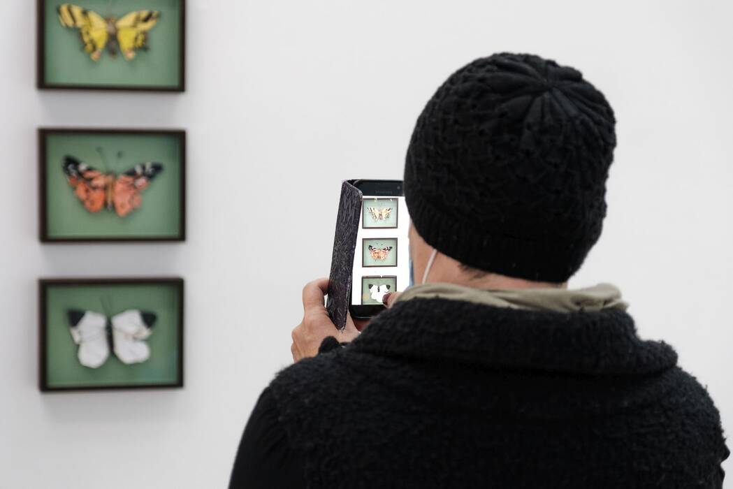 Ausstellungsbesucherin vor den Insektenkästern von Matthias Garff.