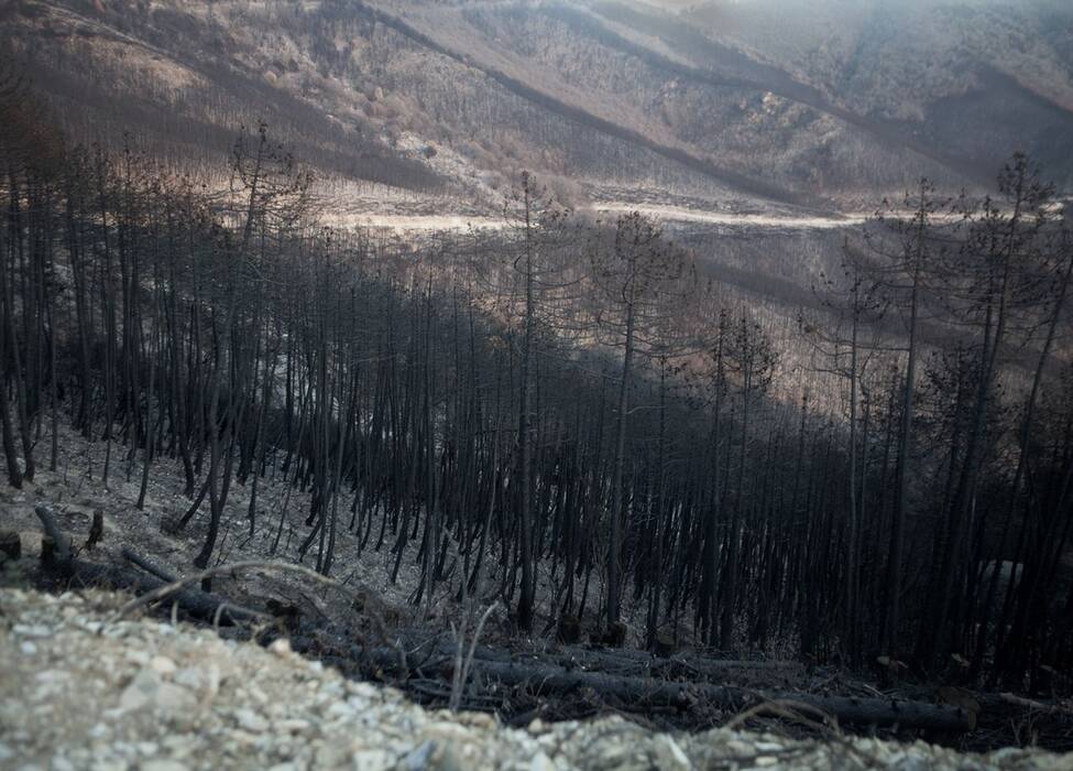 "Ashes to Ashes", 2019, Monte Serra IT von Jeewi Lee. Ein Stück abgebrannter Wald.