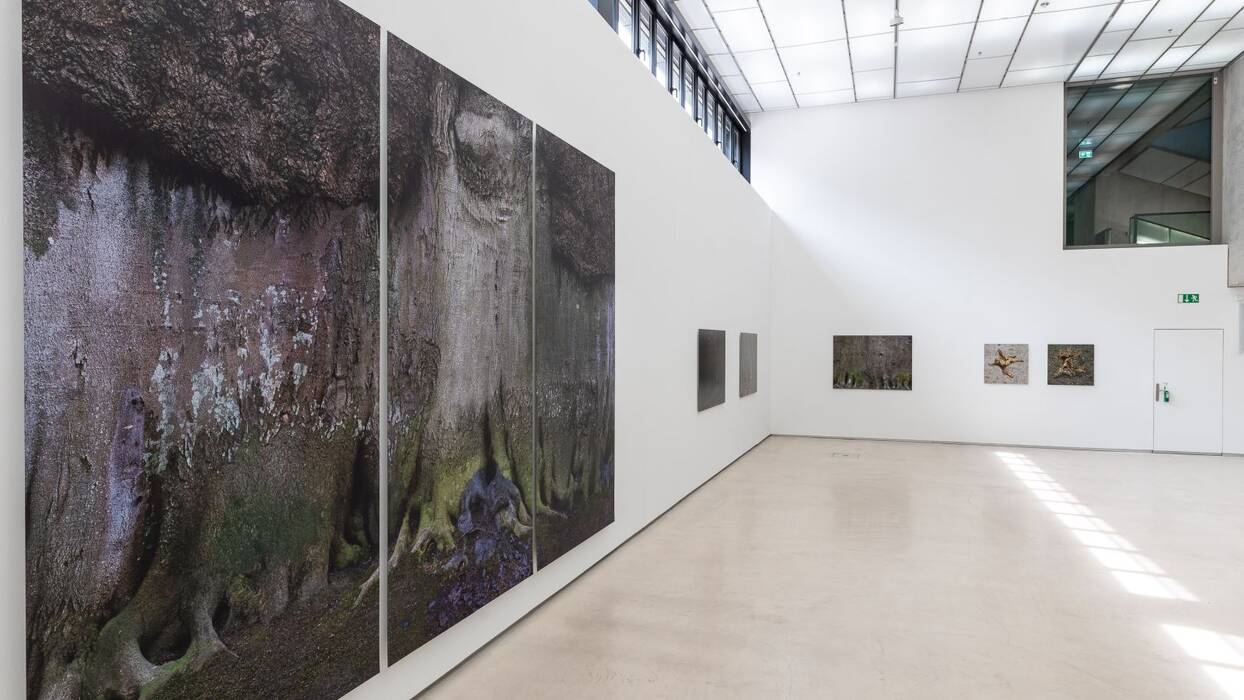 Triptychon eines Baumstamms mit Wurzelwerk. Weitere kleinere Formate im Hintergrund. 
