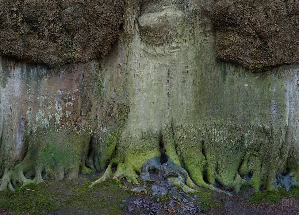 "Waldstück 11, Nienhagen, Ostsee", 2022 von Isabell Munck. Oberhalb dunkelbraune knorrige Windungen. Darunter die glatte Baumstruktur ohne Rinde. Unterhalb das grüne moosbewachsene Wurzelwerk.