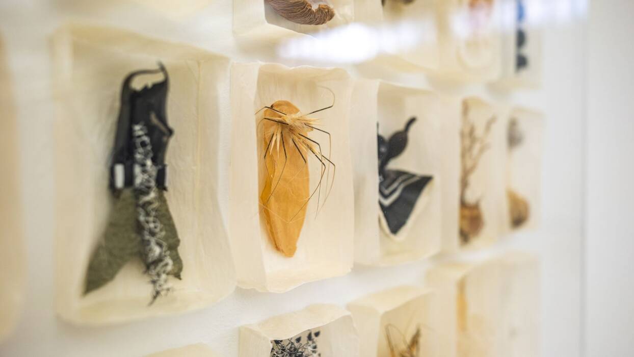 Ausstellungsansicht der Ausstellung "Luftwurzeln und Blütentanz" von Hannelore Weitbrecht. Ansicht des Werkes Diptychon 2019  Artenvielfalt Teil I Monokultur Teil II , Assemblage