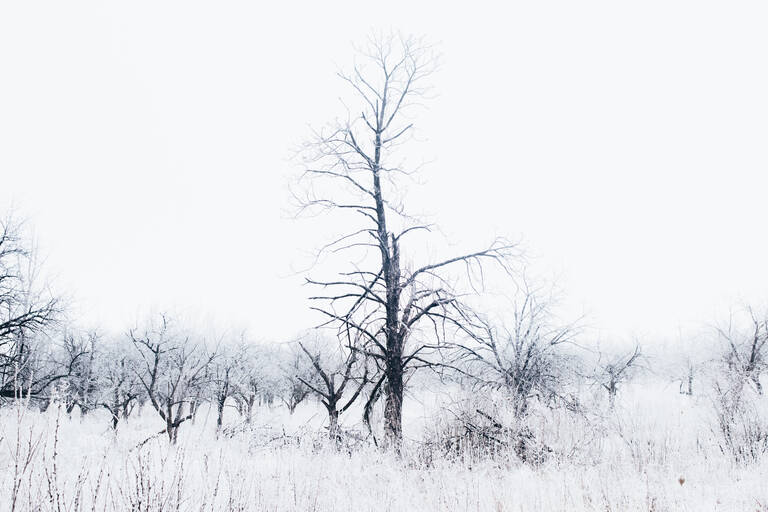 „Untitled 02“ aus der Serie „Between  Life and Death“, 2017, von Maxim Dondyuk. Schwarz-weiße Abbildung zeigt einen kahlen, schneebedeckten Baum und niedriges Gehölz.